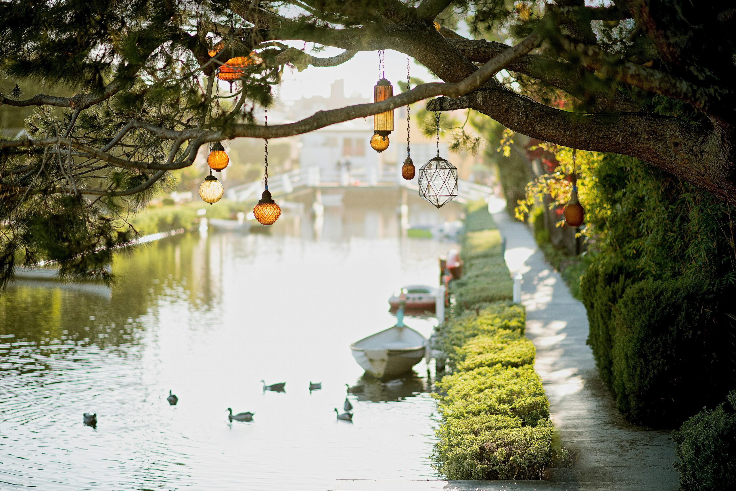 Peaceful waterway with ducks and decorative lanterns on a tree branch.